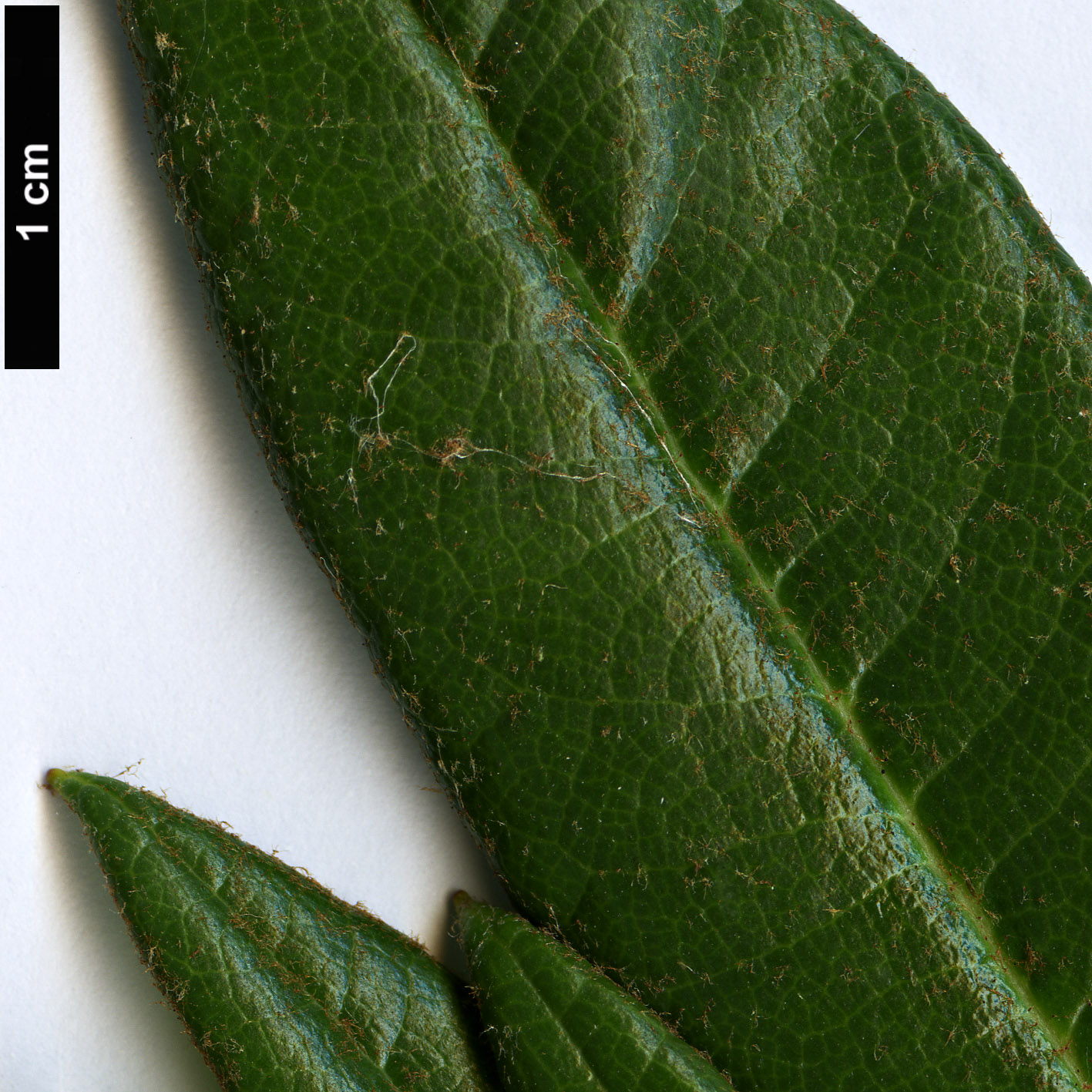 High resolution image: Family: Ericaceae - Genus: Rhododendron - Taxon: alutaceum - SpeciesSub: var. russotinctum Triplonaevium Group High resolution image: Family: Ericaceae - Genus: Rhododendron - Taxon: alutaceum - SpeciesSub: var. russotinctum Triplonaevium Group